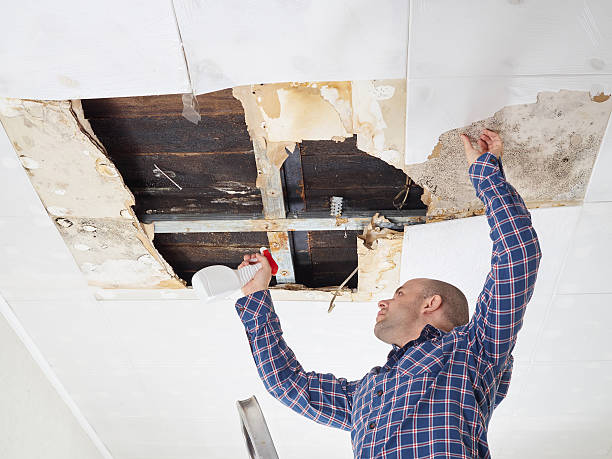 Mold Odor Removal Services in Cattaraugus, NY